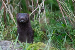 Mink Sula, Frøya - 4525