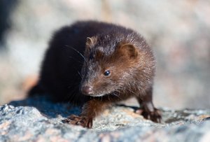 Mink Sula, Frøya - 5270