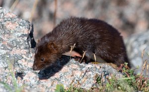 Mink Sula, Frøya - 5284