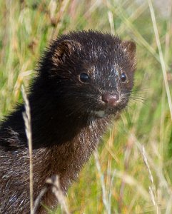 Mink Sula, Frøya - 9079