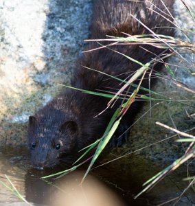 Mink Sula, Frøya - 9163