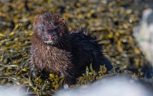 Mink Sula, Frøya - 9452