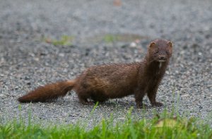 Mink Sula, Frøya-0226