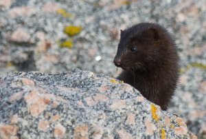 Mink Sula, Frøya-1235