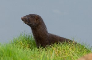 Mink Sula, Frøya-1296