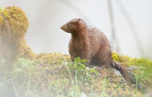 Mink Tanemsbrua, Klæbu-9889