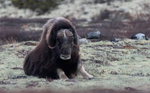 Moskus Hjerkinn, Dovre - 9728