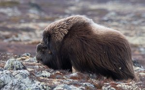 Moskus Hjerkinn, Dovre - 9888