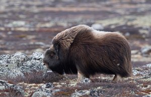 Moskus Hjerkinn, Dovre - 9908