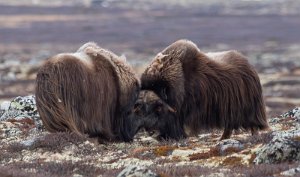 Moskus Hjerkinn, Dovre - 9935