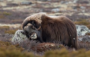 Moskus Hjerkinn, Dovre - 9963