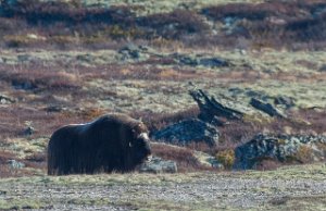 Moskus Hjerkinn, Dovre-8749