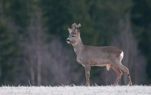 Rådyr Verdal-7542