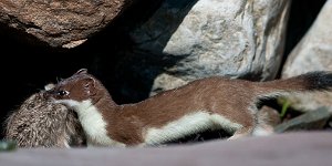 Røyskatt med Hare Vadsøya, Vadsø-4624