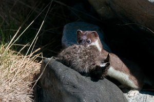 Røyskatt med Hare Vadsøya, Vadsø-4731