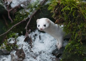 Snømus Leangenbukta, Trondheim-5374