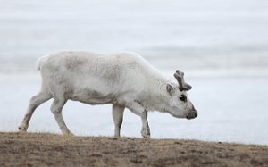 Svalbardrein Adventdalen, Svalbard 5129