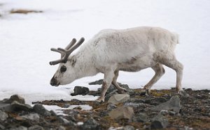 Svalbardrein Bjørndalen, Svalbard 447