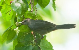 Kattespottefugl-Grey Catbird Central Park, New York-7705