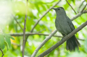 Kattespottefugl-Grey Catbird Central Park, New York-8030