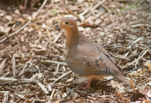 Sørgedue-Mourning Dove Central Park, New York-7428