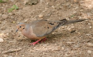 Sørgedue-Mourning Dove Central Park, New York-7491