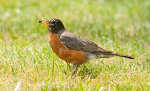 Vandretrost American Robin Central Park, New York-7889