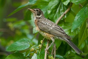 Vandretrost-American Robin Central Park, New York-7660