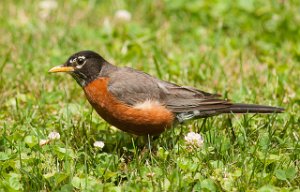 Vandretrost-American Robin Central Park, New York-8071