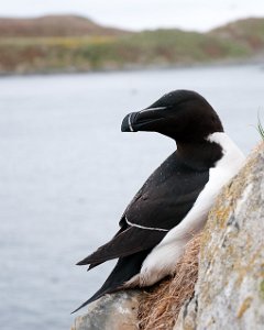 Alke Hornøya, Vardø-2195