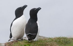 Alke Hornøya, Vardø-2199