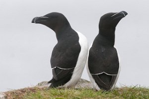 Alke Hornøya, Vardø-2203