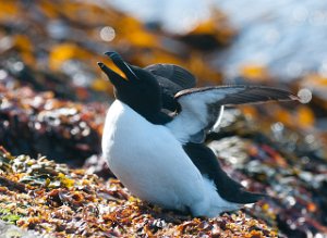 Alke Hornøya, Vardø-9336