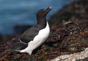 Alke Hornøya, Vardø-9411