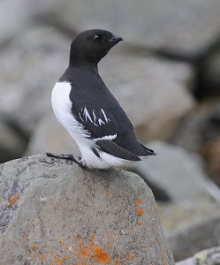 Alkekonge Bjørndalen, Svalbard 2945