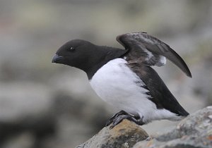 Alkekonge Bjørndalen, Svalbard 2968