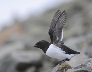 Alkekonge Little Auk Bjørndalen, Svalbard 2974