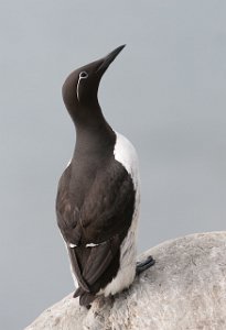 Lomvi Hornøya, Vardø-0165