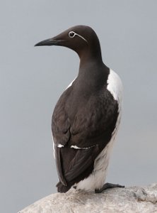 Lomvi Hornøya, Vardø-0173