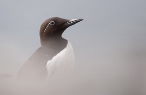 Lomvi Hornøya, Vardø-0239