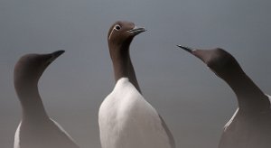 Lomvi Hornøya, Vardø-0257