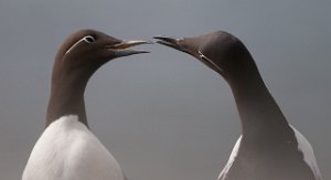 Lomvi Hornøya, Vardø-0264