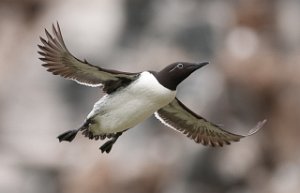 Lomvi Hornøya, Vardø-0438