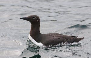 Lomvi Hornøya, Vardø-0996