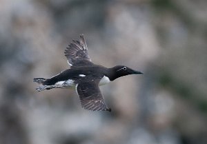 Lomvi Hornøya, Vardø-1157