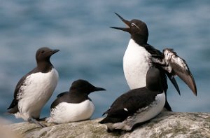 Lomvi Hornøya, Vardø-8815