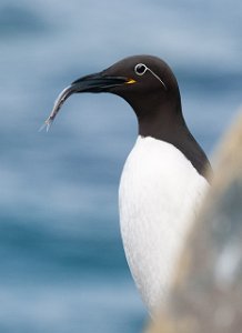 Lomvi Hornøya, Vardø-8833