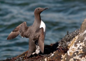 Lomvi Hornøya, Vardø-9266