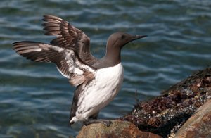 Lomvi Hornøya, Vardø-9294