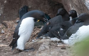 Polarlomvi Hornøya, Vardø-2384